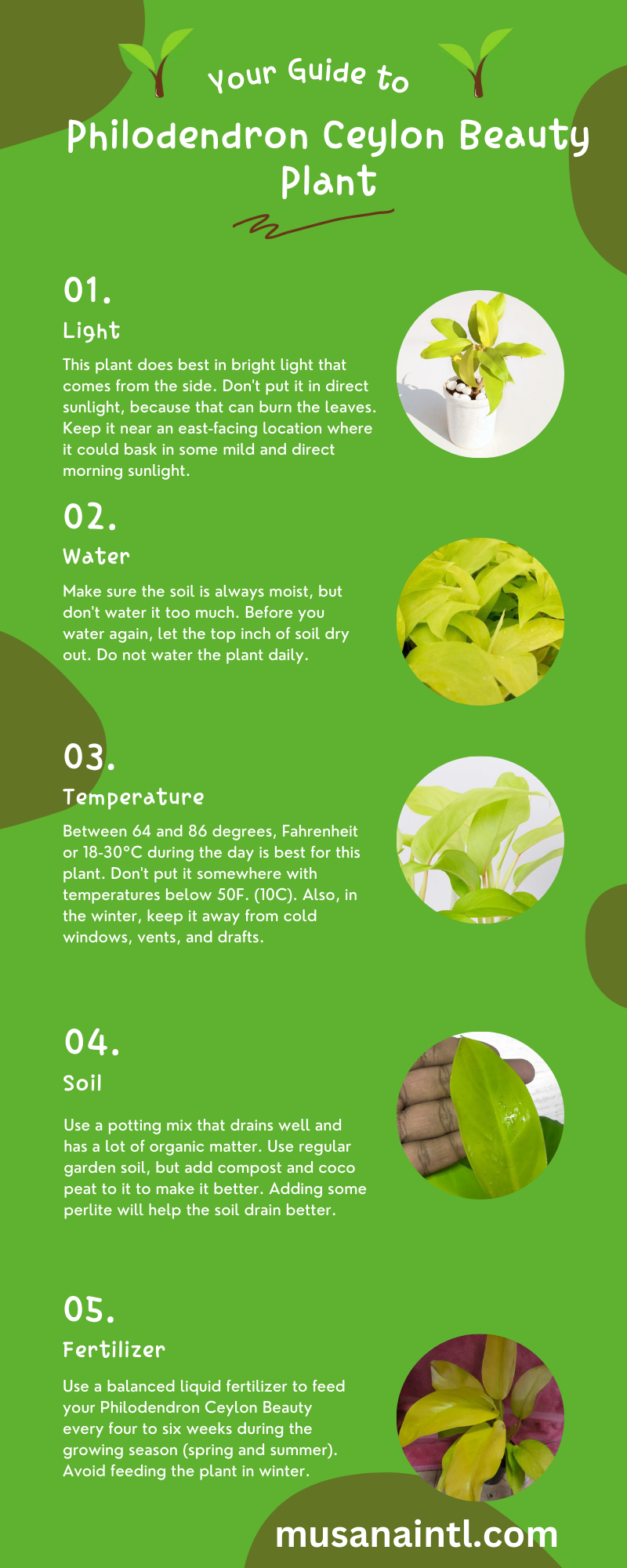 Philodendron Ceylon Beauty Plant