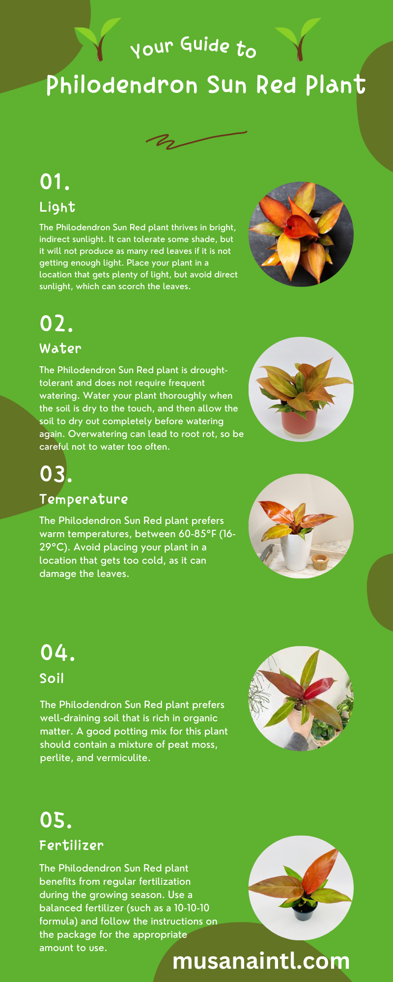 Philodendron Sun Red Plant