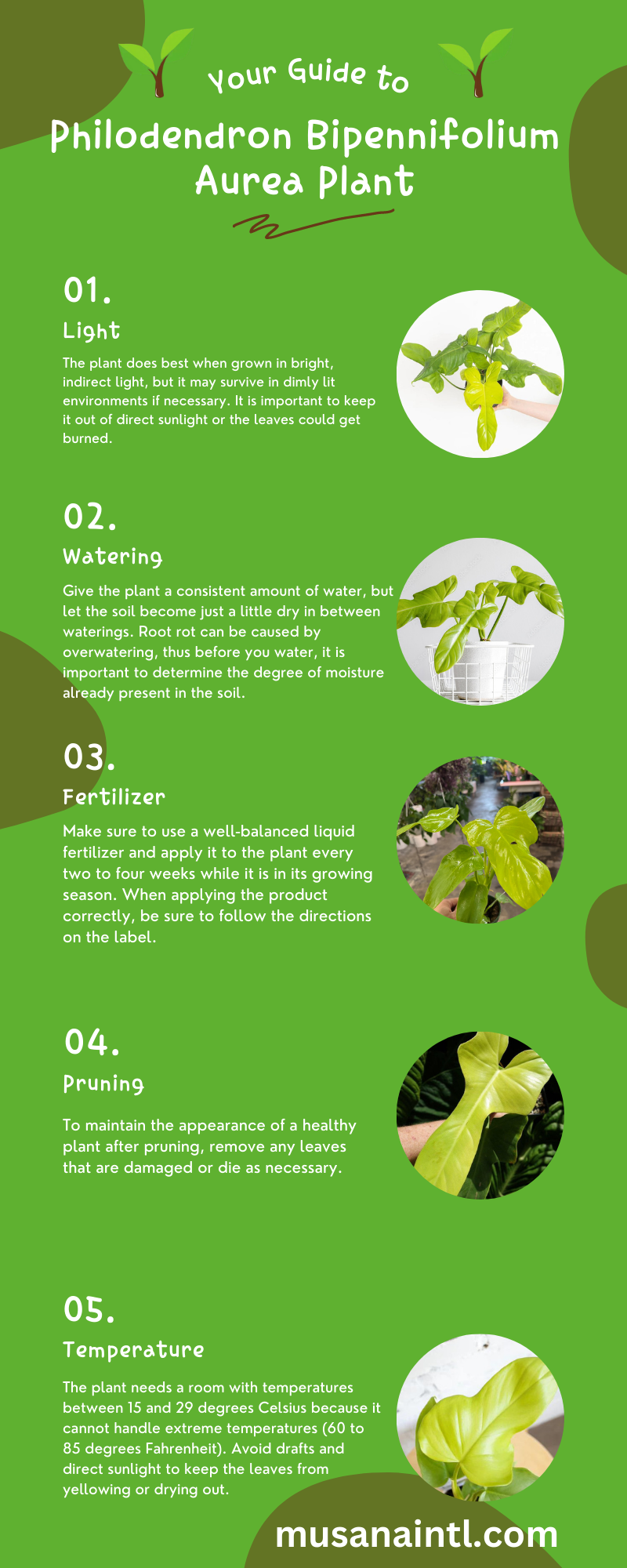 Philodendron Bipennifolium Aurea Plant