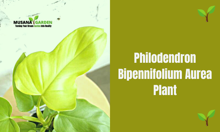 Philodendron Bipennifolium Aurea Plant