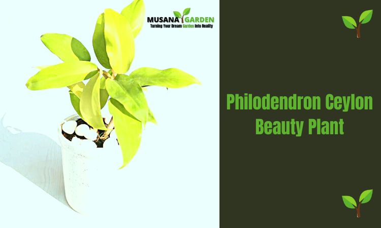 Philodendron Ceylon Beauty Plant