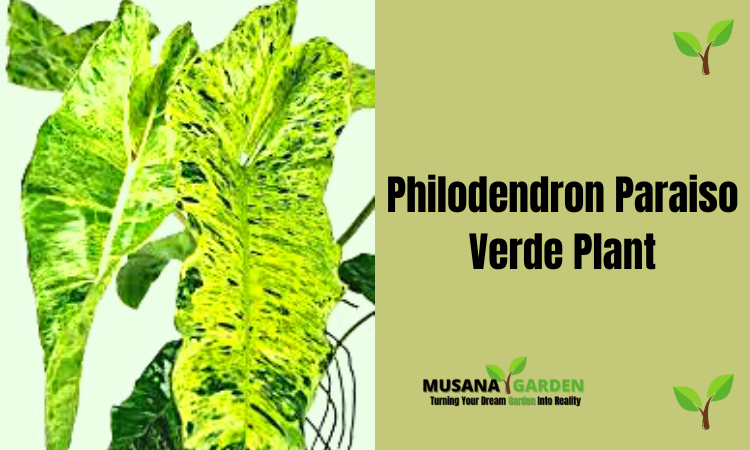 Philodendron Paraiso Verde