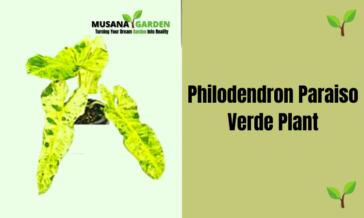 Philodendron Paraiso Verde