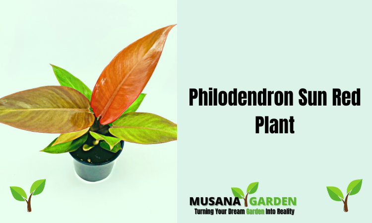 Philodendron Sun Red Plant