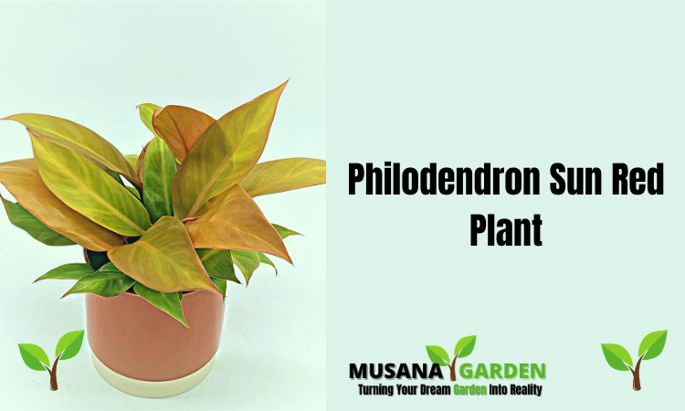 Philodendron Sun Red Plant