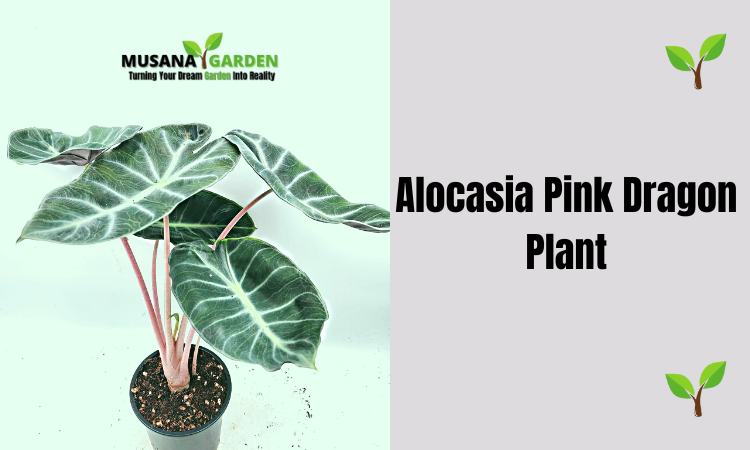 Alocasia Pink Dragon