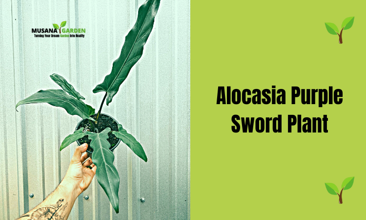 Alocasia Purple Sword