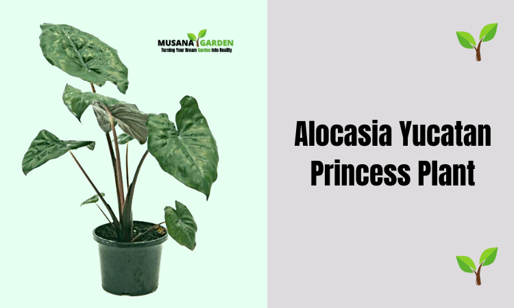 Alocasia Yucatan Princess