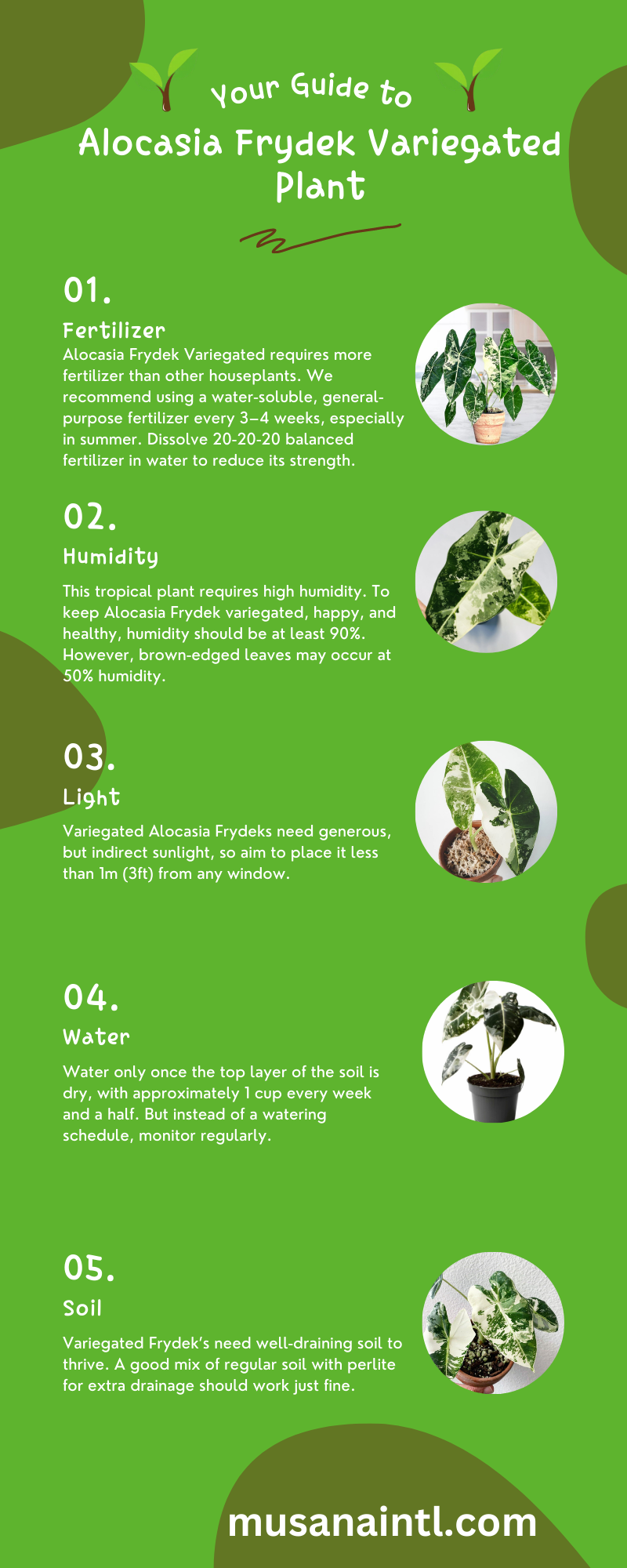 Alocasia Frydek Variegated