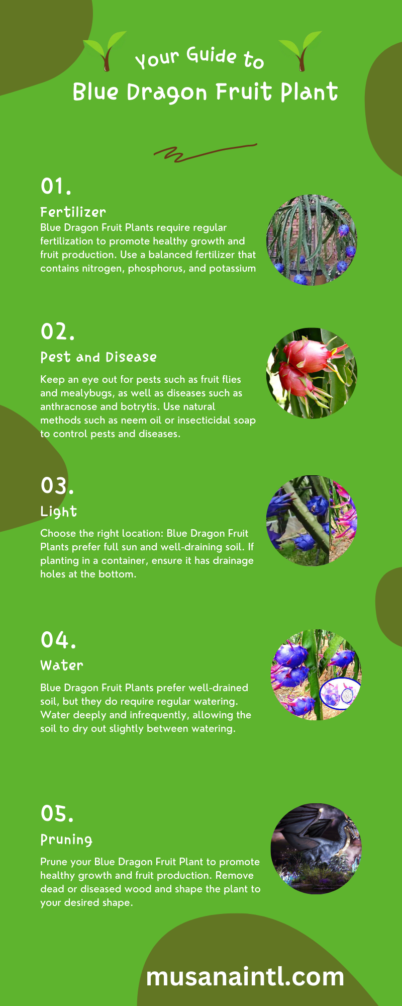 Blue Dragon Fruit Plant