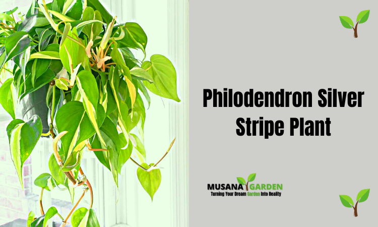 Philodendron Silver Stripe