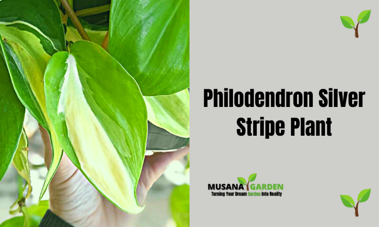 Philodendron Silver Stripe
