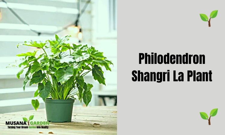 Philodendron Shangri La